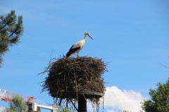 IMG_6073