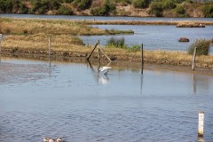 IMG_7868
