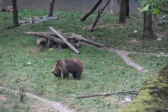 IMG_8546