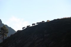 IMG_8725