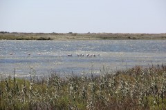IMG_8954