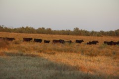 IMG_9047