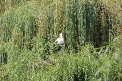 IMG_0115
