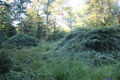 IMG_0357