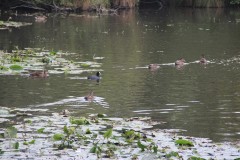 IMG_0529