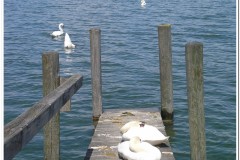 118Bodamsee-Reichenau-2