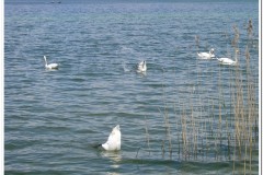 119Bodamsee-Reichenau-3