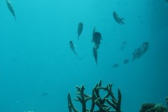 IMG_0429