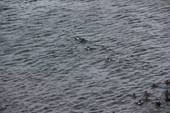 IMG_0103