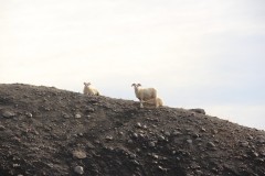 IMG_0215