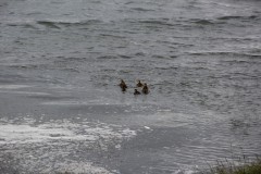 IMG_0749