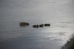 IMG_0771