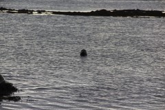 IMG_1137