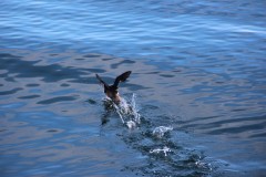 IMG_1216