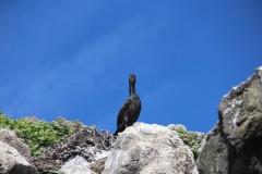 IMG_1243