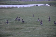 IMG_2485