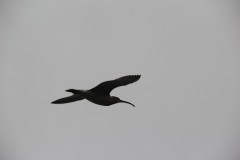 IMG_2515