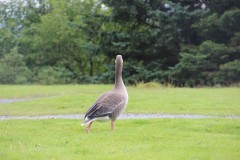 IMG_2752