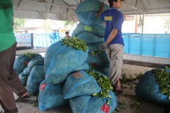 fotky-Indonésie-2013-682-Agro-Wisata-Kebun-Wonosari