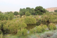 IMG_0890