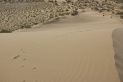 IMG_0963
