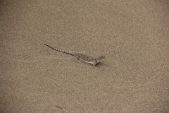 IMG_0976