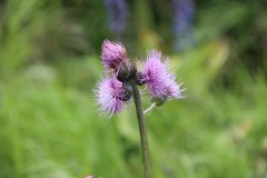 IMG_1182