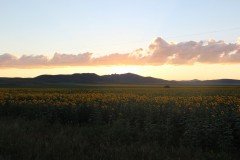 IMG_1201