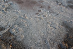 IMG_1326