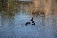 IMG_1451