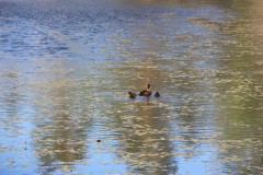 IMG_1452