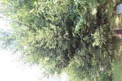 IMG_1678
