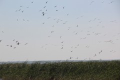 IMG_1878