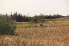 IMG_2089