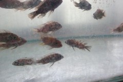 066-Salima-tropical-fish-farm