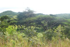 147-NP-Nyika-Plateau