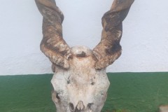 184