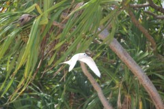 IMG_1322
