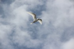 IMG_1323