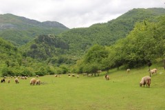 IMG_8511