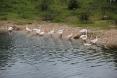 IMG_8888