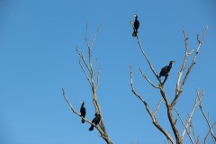 IMG_9657