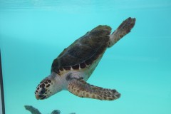 796-Aquarium-des-Lagons