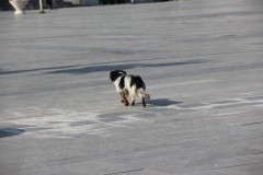 IMG_6080