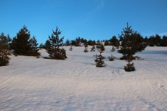 IMG_6203