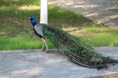 IMG_6215