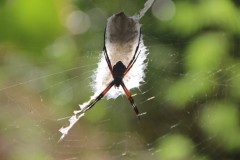 IMG_0965