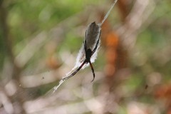 IMG_0966