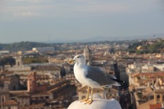 IMG_4781