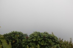 IMG_4727